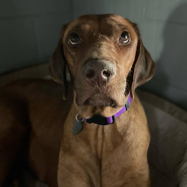 Sequoia is a three year old Rhodesian Ridgeback, who was used for breeding. She is now spayed and ready to be loved, no more litters for her. 