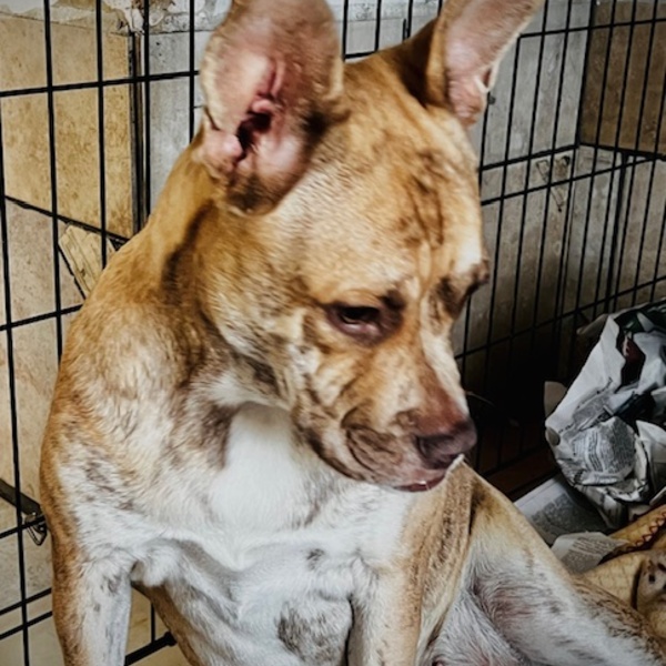 Collette was found on the side of the road with a broken pelvis and road rash. She is the sweetest girl. In order for her pelvis to heal she is restricted to her crate for the next 4-6 weeks. As long as she has a stuffed toy, she is happy to hang out in her crate.