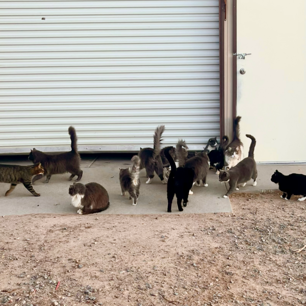 A completely TNR'd colony of cats, where there are no more kittens to be born on the streets. Look at those happy tails!