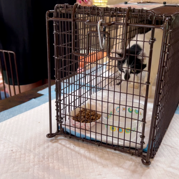 N for Neuter: cats go through spay/neuter surgery, and are held for recovery.